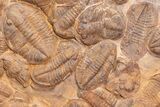 Foot Plate Of Large Asaphid Trilobites - Spectacular Display #133241-3
